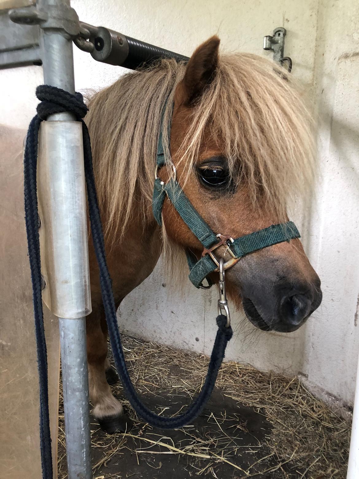 Shetlænder » Highlanders Rose « - 31.05.2018 - netop ankommet i traileren ❤️ billede 2