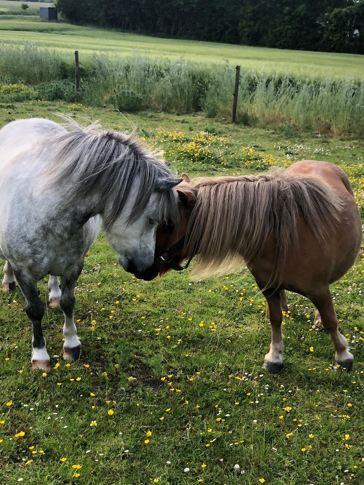 Shetlænder » Highlanders Rose « - 31.05.2018 - første gang på fold med Hopla ❤️ billede 3