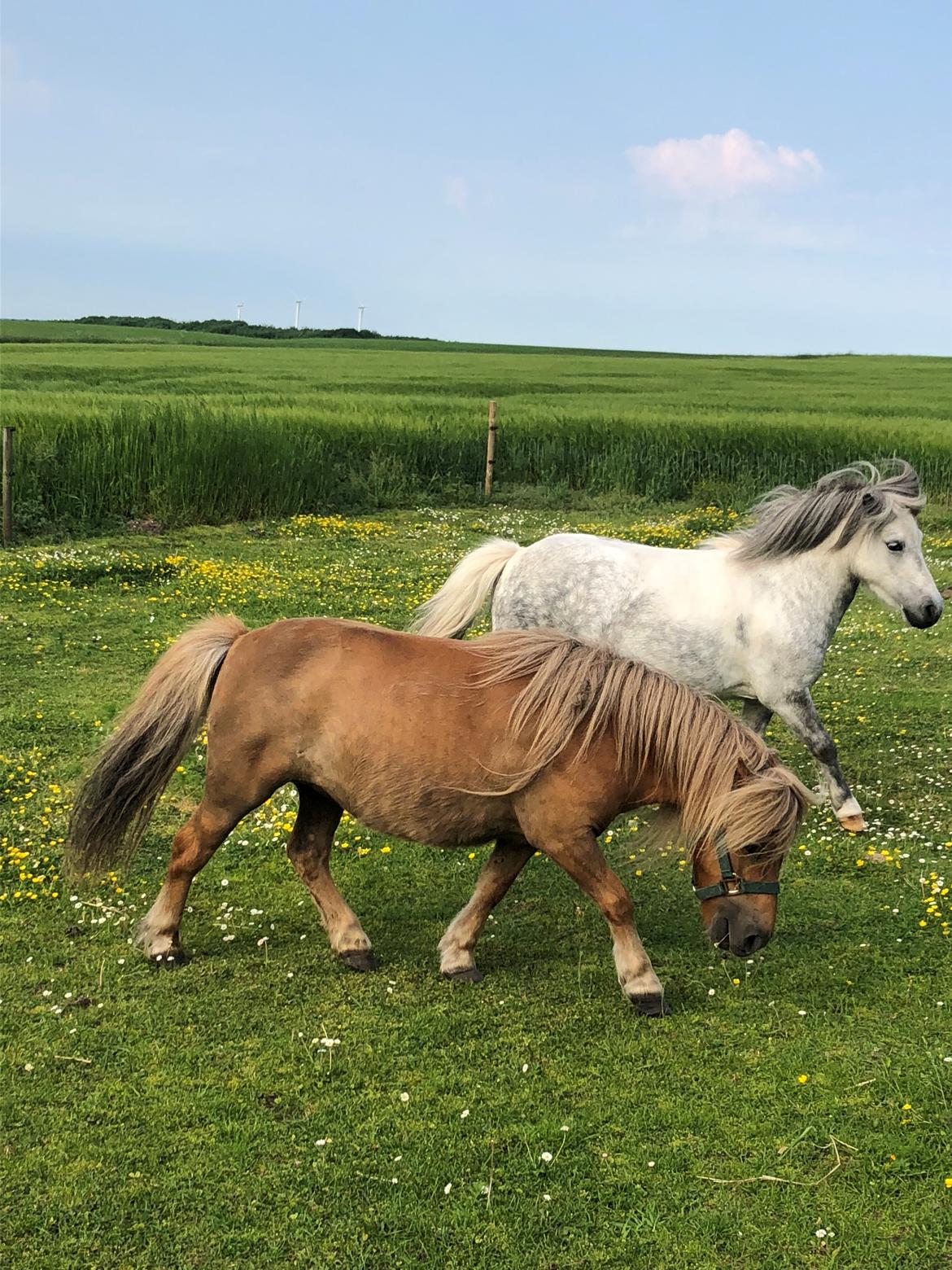 Shetlænder » Highlanders Rose « - 31.05.2018 - første gang på fold med Hopla ❤️ billede 4