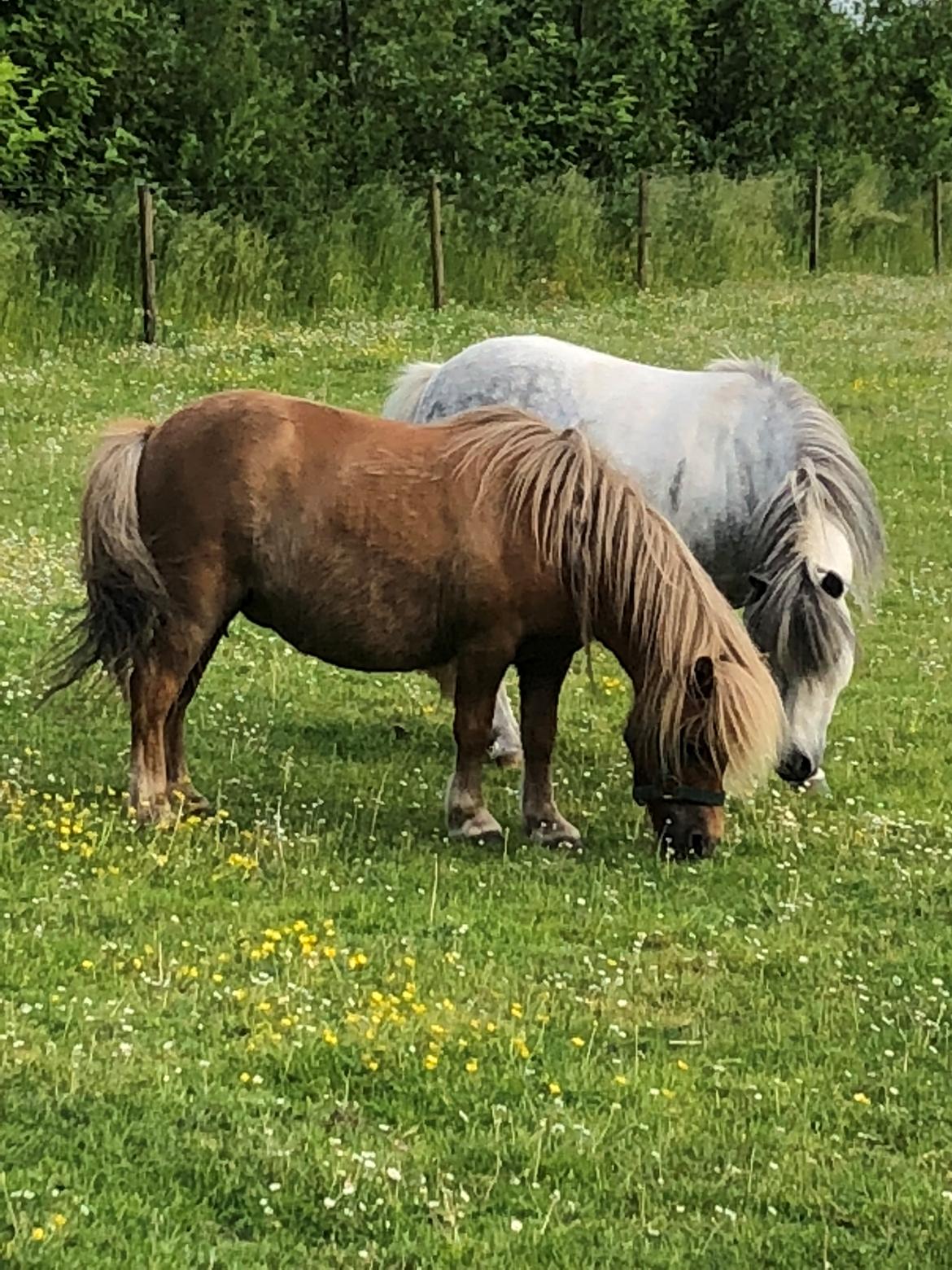 Shetlænder » Highlanders Rose « - 31.05.2018 - første gang på fold med Hopla ❤️ billede 5
