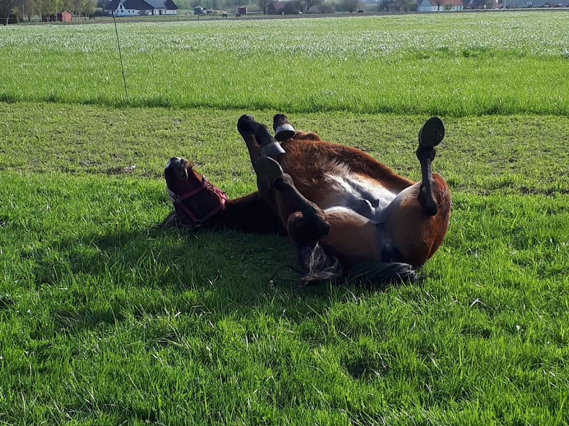 Traver Joy Game billede 15