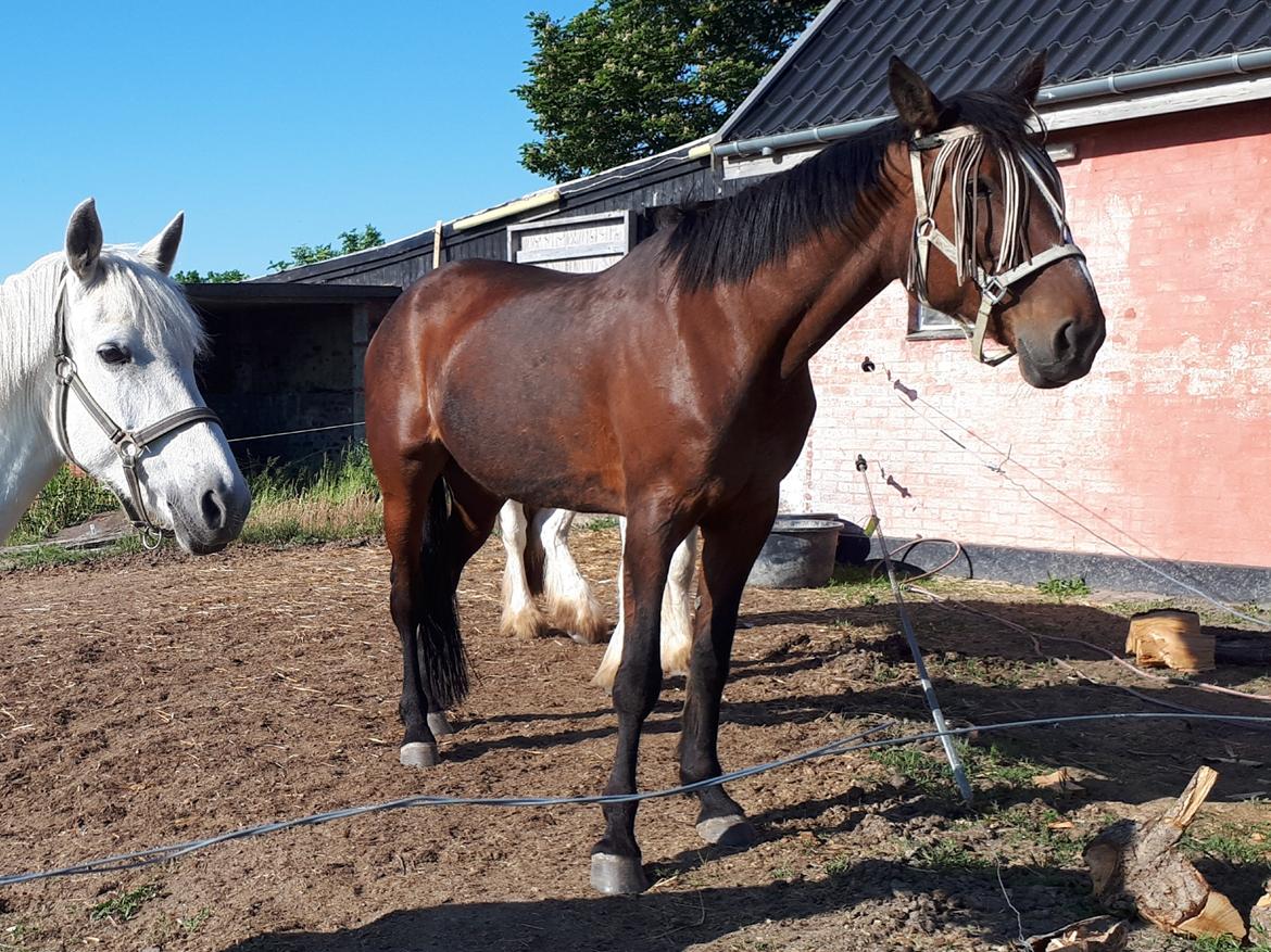 Traver Joy Game billede 18