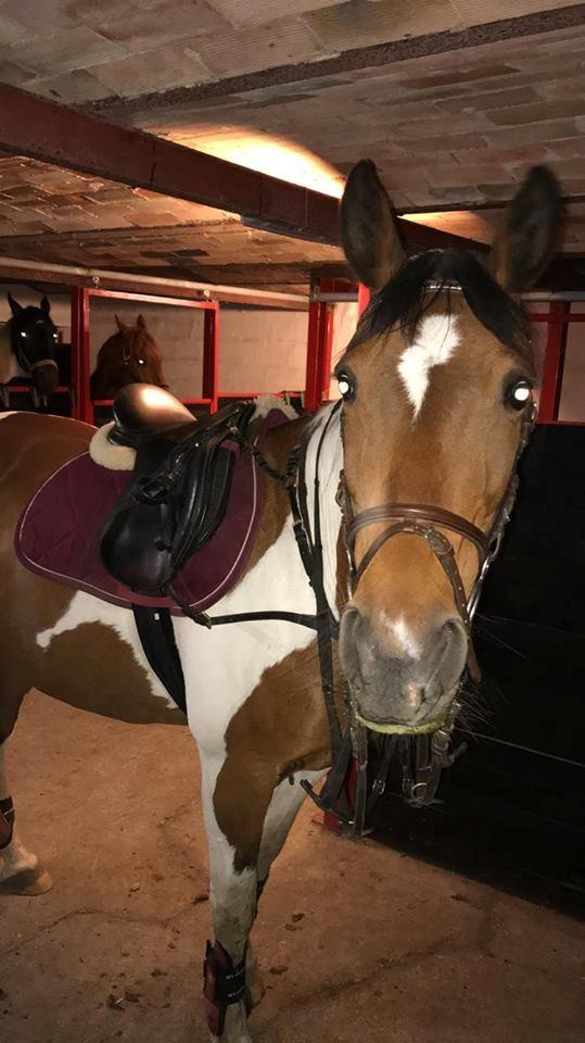 Anden særlig race Tulle Ørnhøj billede 2