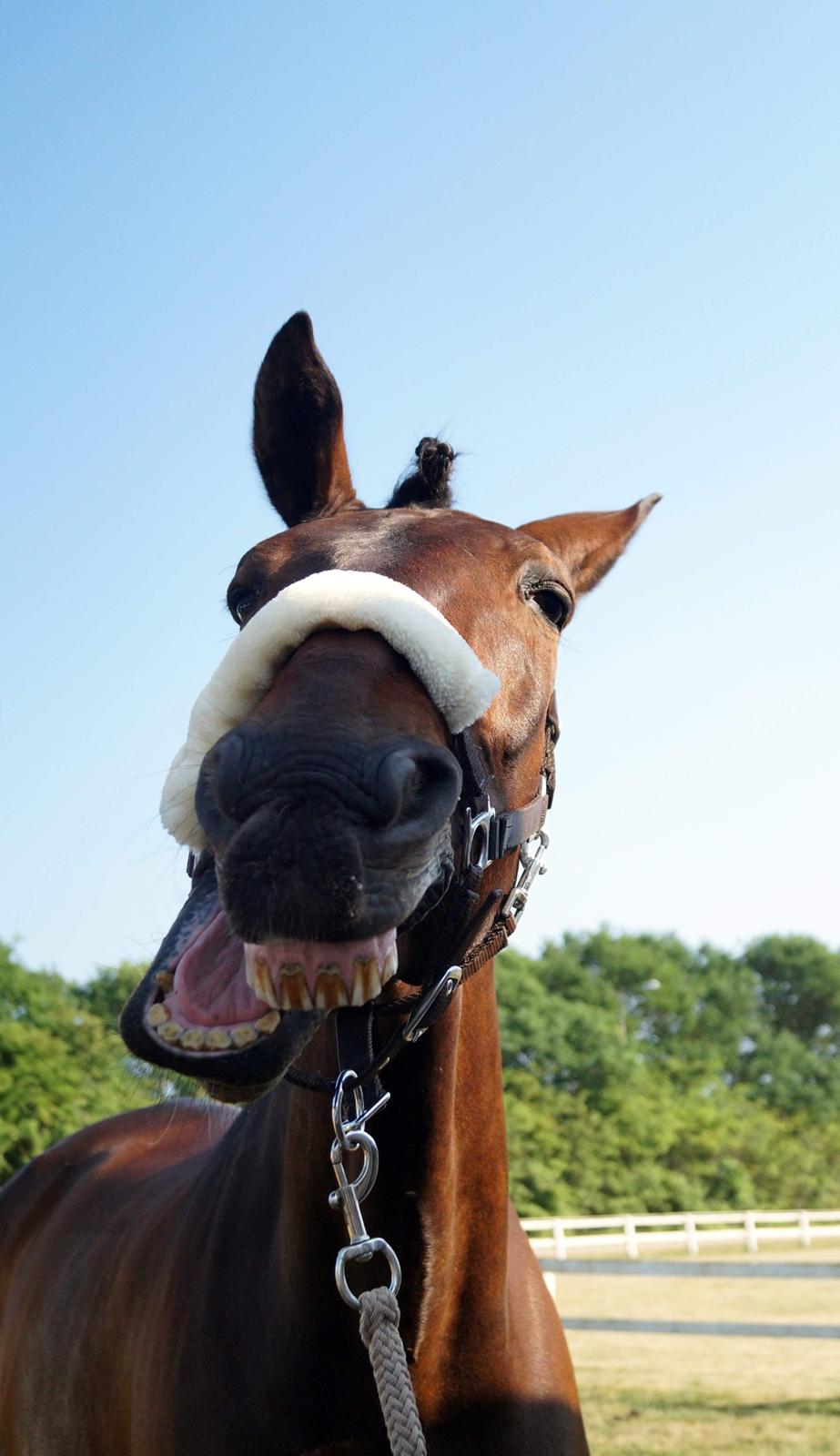 Oldenborg Cornett  billede 16