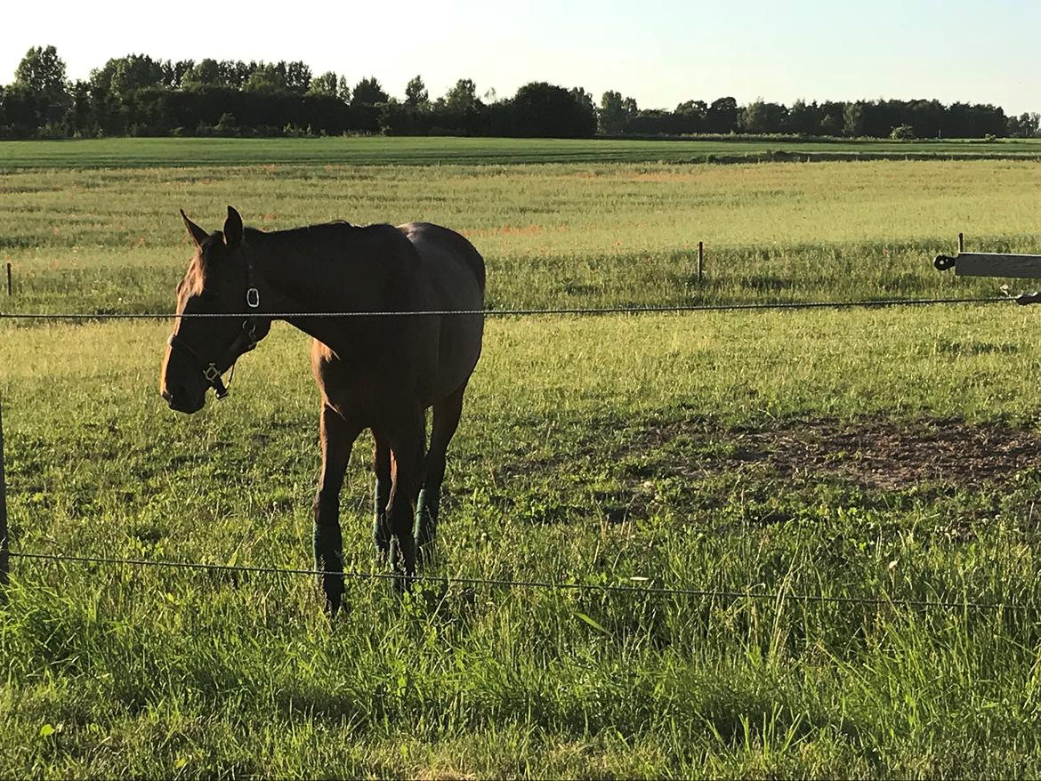 Traver Treasure Me K G billede 18