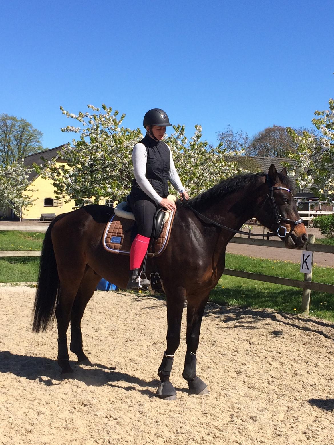 Dansk Varmblod Farmand's Premiere billede 12