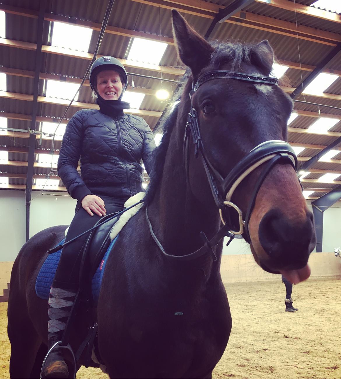 Dansk Varmblod Farmand's Premiere billede 17