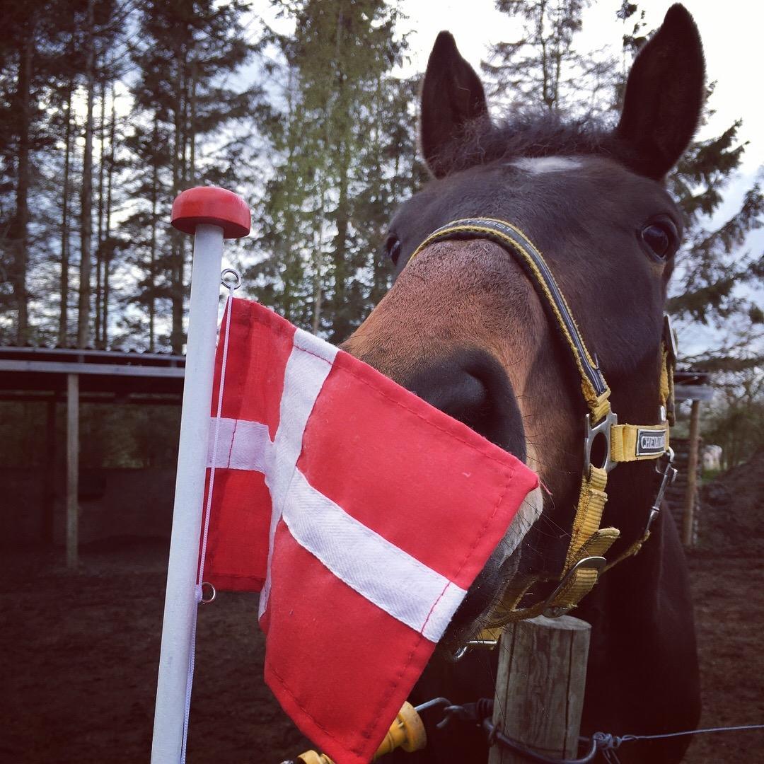 Dansk Varmblod Farmand's Premiere billede 16