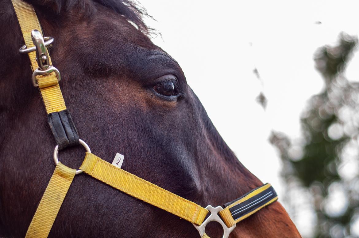 Dansk Varmblod Farmand's Premiere billede 11