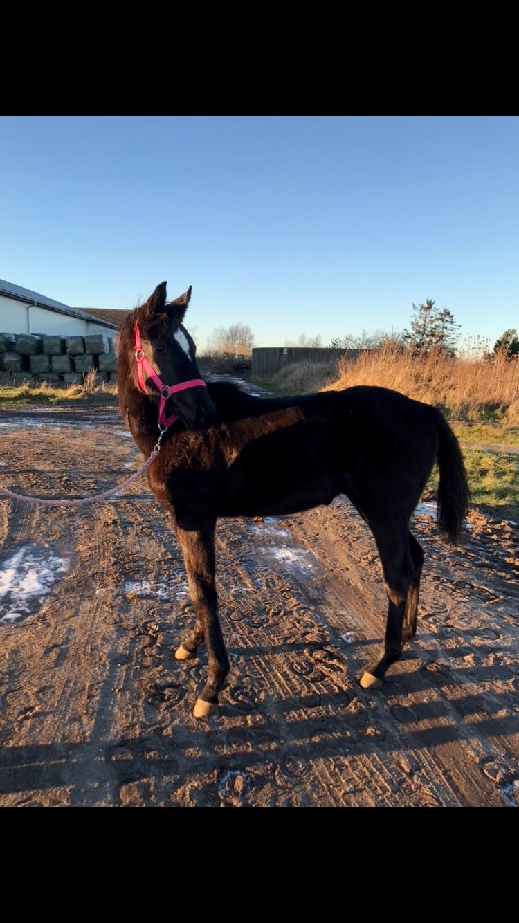 Hannoveraner Diddan billede 2