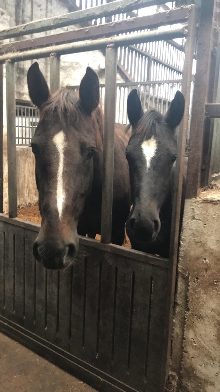 Hannoveraner Diddan - Diddan og mor billede 8