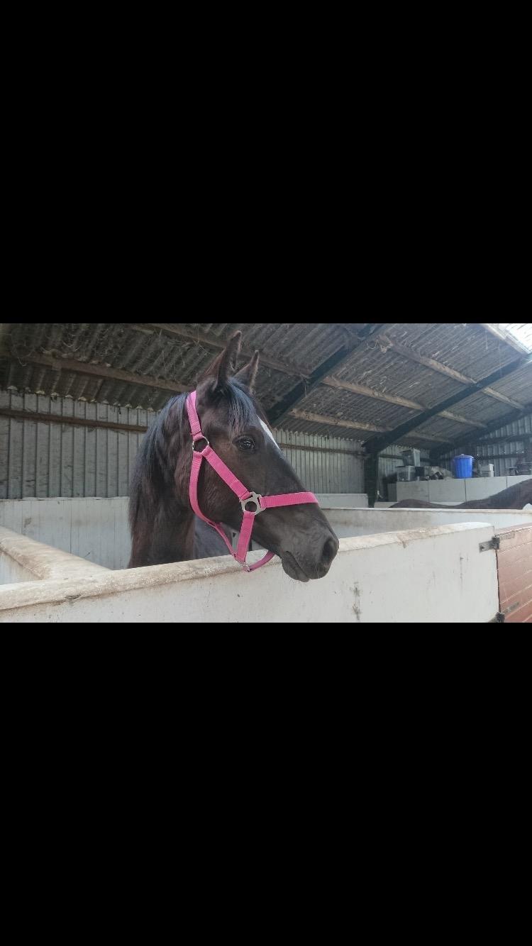 Hannoveraner Diddan billede 20