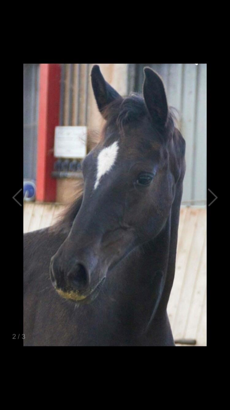 Hannoveraner Diddan billede 5