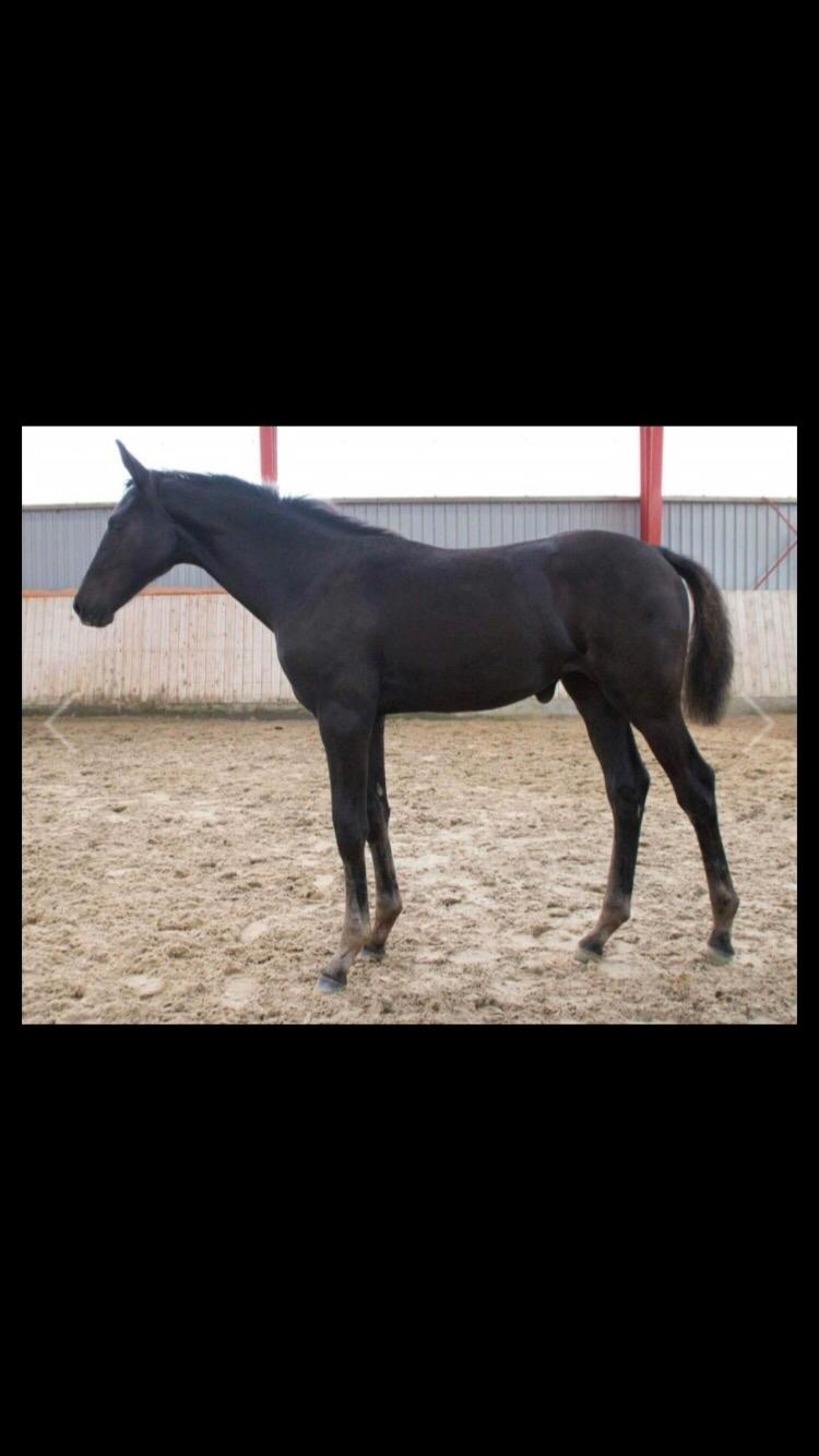 Hannoveraner Diddan billede 1