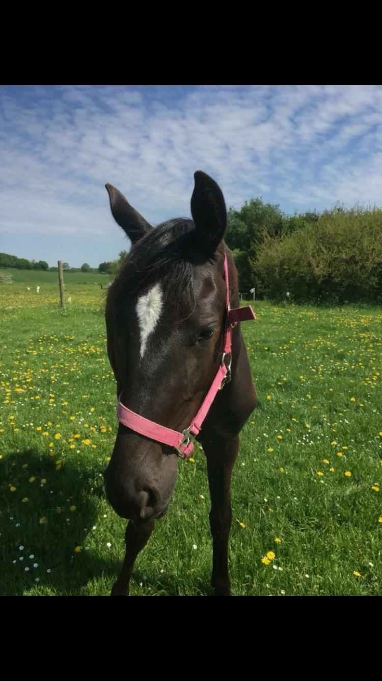 Hannoveraner Diddan billede 13