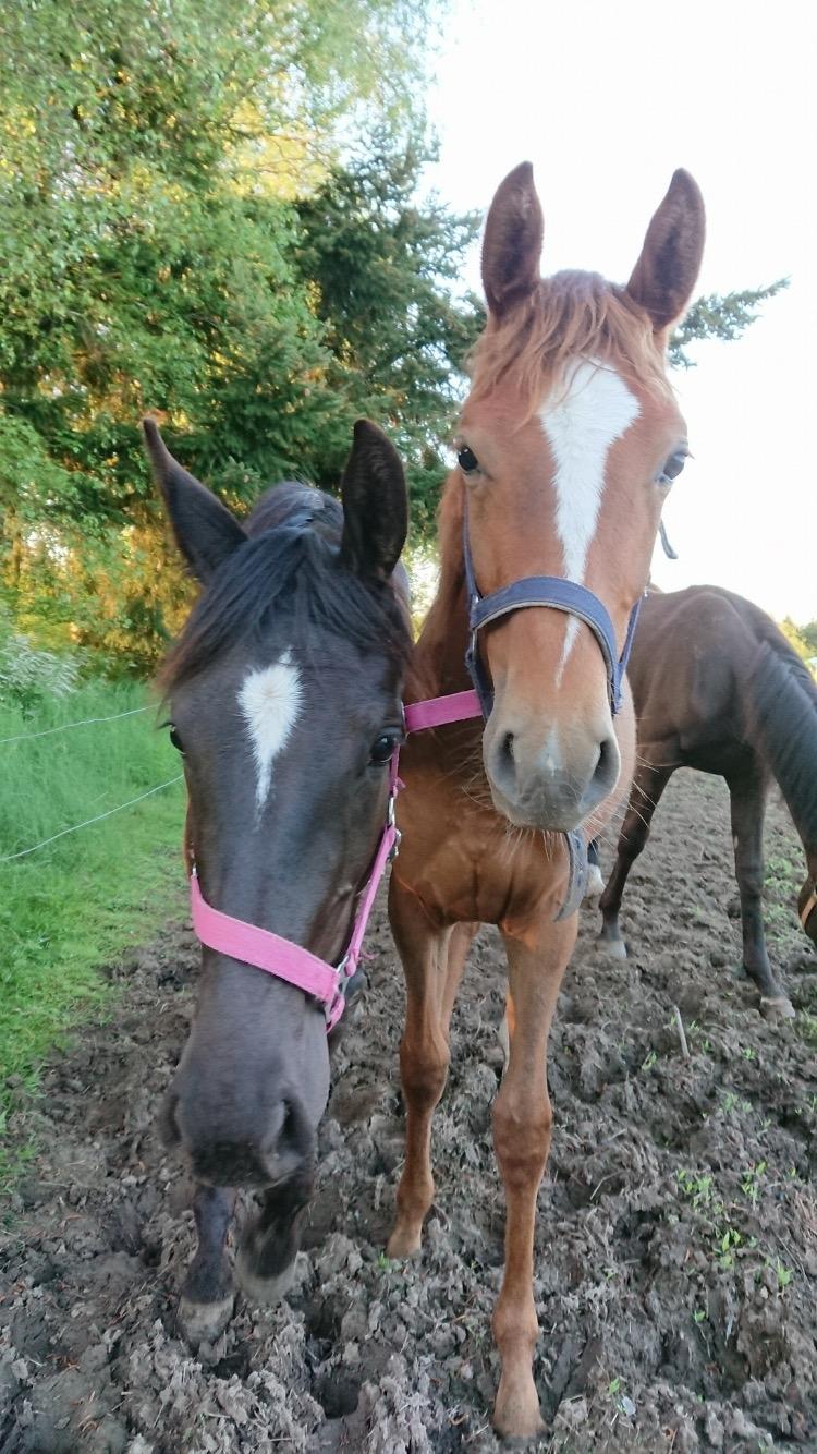 Hannoveraner Diddan billede 18