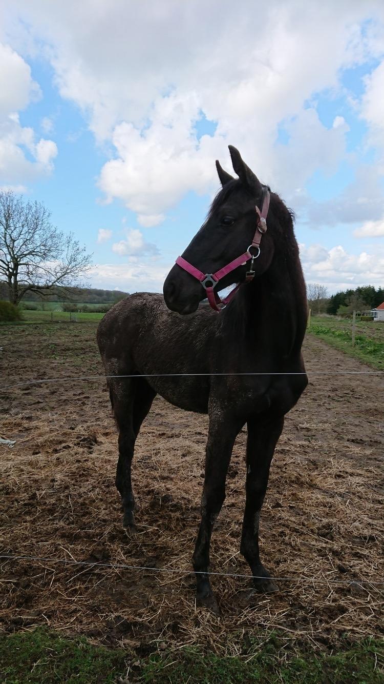 Hannoveraner Diddan billede 17