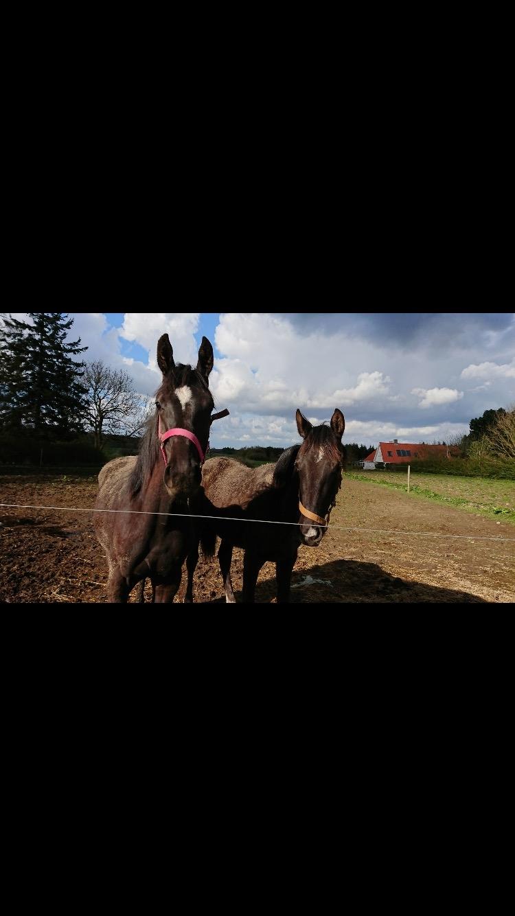 Hannoveraner Diddan billede 14