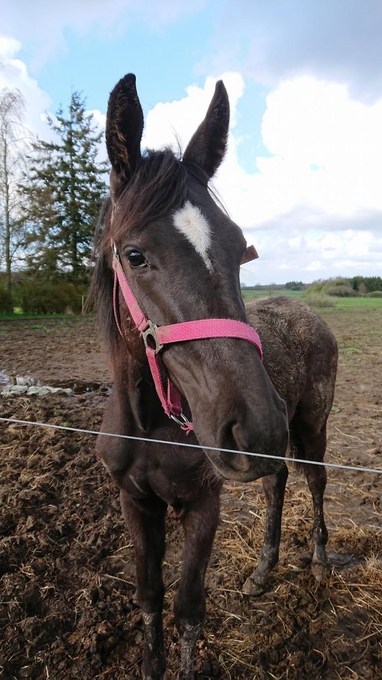 Hannoveraner Diddan billede 19