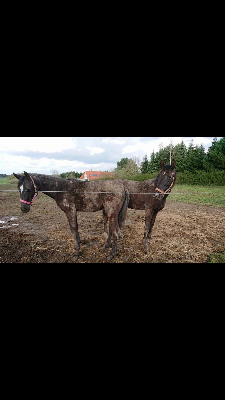 Hannoveraner Diddan - Beskidt?:D billede 12