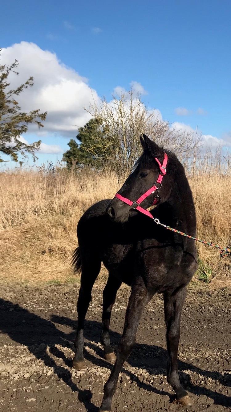 Hannoveraner Diddan billede 9