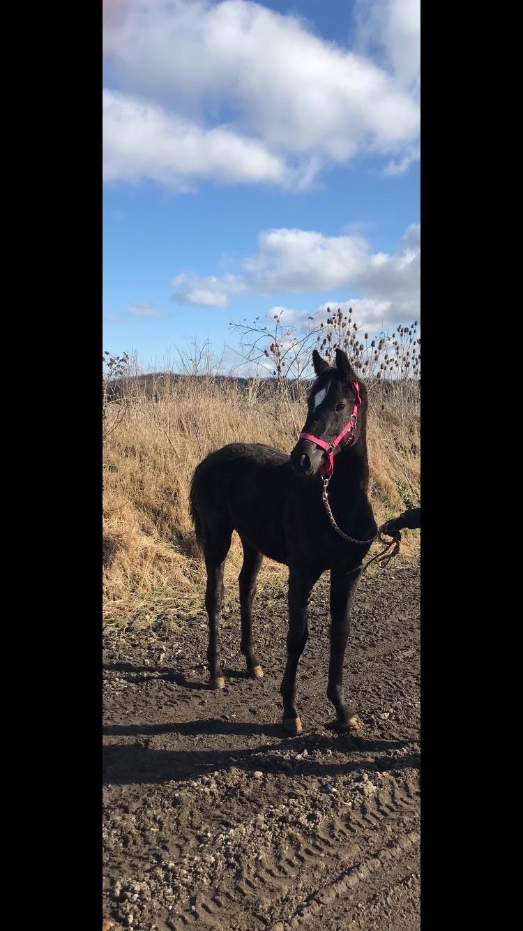 Hannoveraner Diddan billede 15