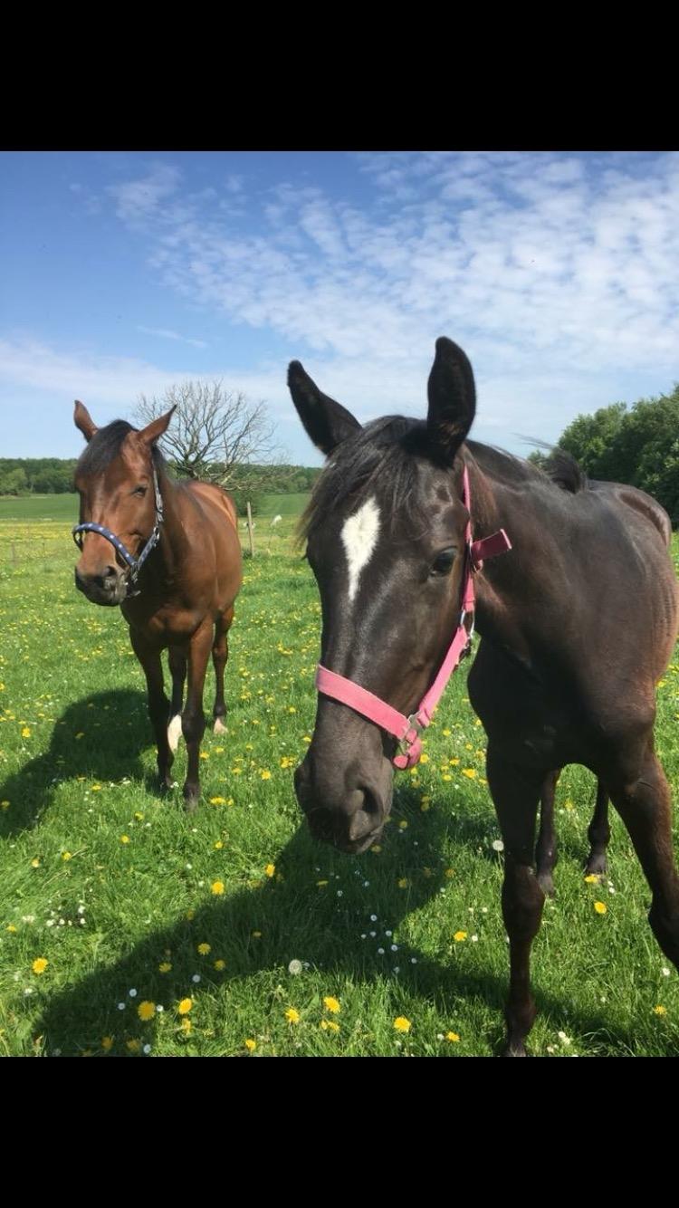 Hannoveraner Diddan billede 16