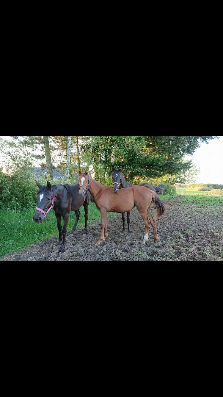 Hannoveraner Diddan billede 6