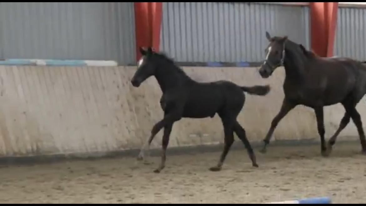 Hannoveraner Diddan billede 10