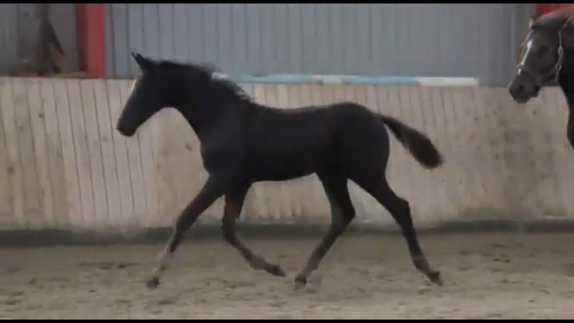 Hannoveraner Diddan billede 4