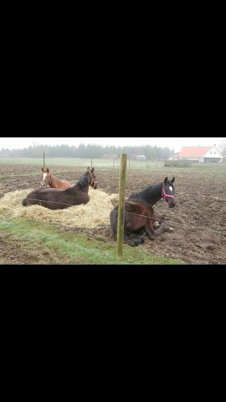Hannoveraner Diddan - Slapper lige af med veninderne billede 3