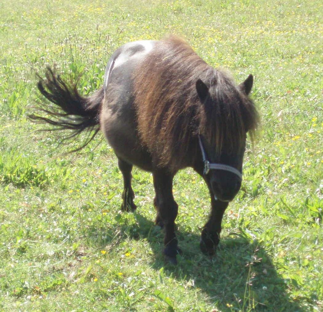 Anden særlig race Sally (prinsessen) billede 10
