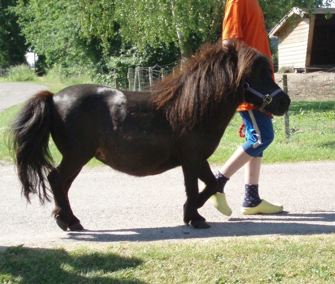 Anden særlig race Sally (prinsessen) billede 8