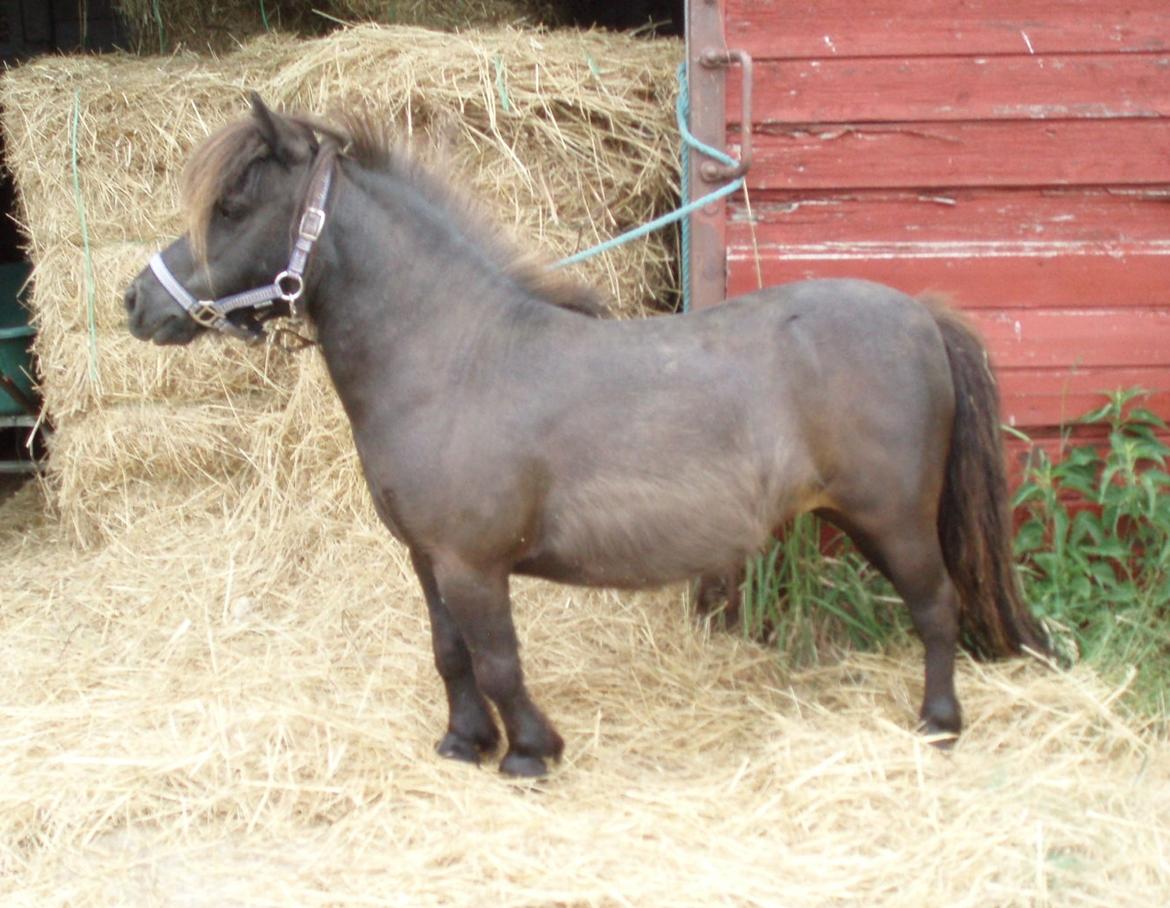Anden særlig race Sally (prinsessen) - Sally hjemme ved os den første morgen billede 4