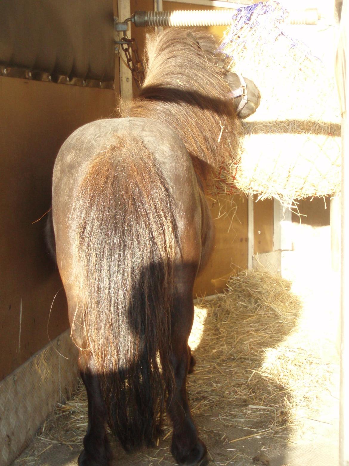 Anden særlig race Sally (prinsessen) - Læsset og på vej til Jylland billede 9
