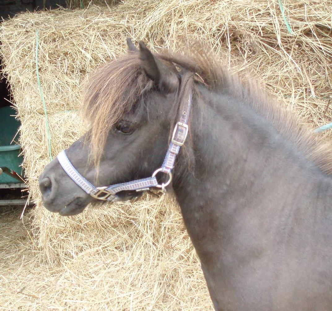 Anden særlig race Sally (prinsessen) - Prinsesse Sally billede 5