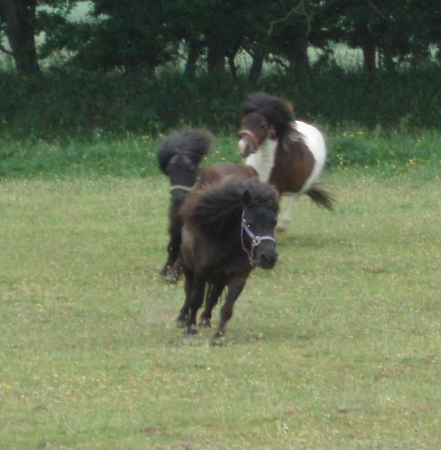 Anden særlig race Sally (prinsessen) - Pony fræs første gang de amdre se Sally billede 11