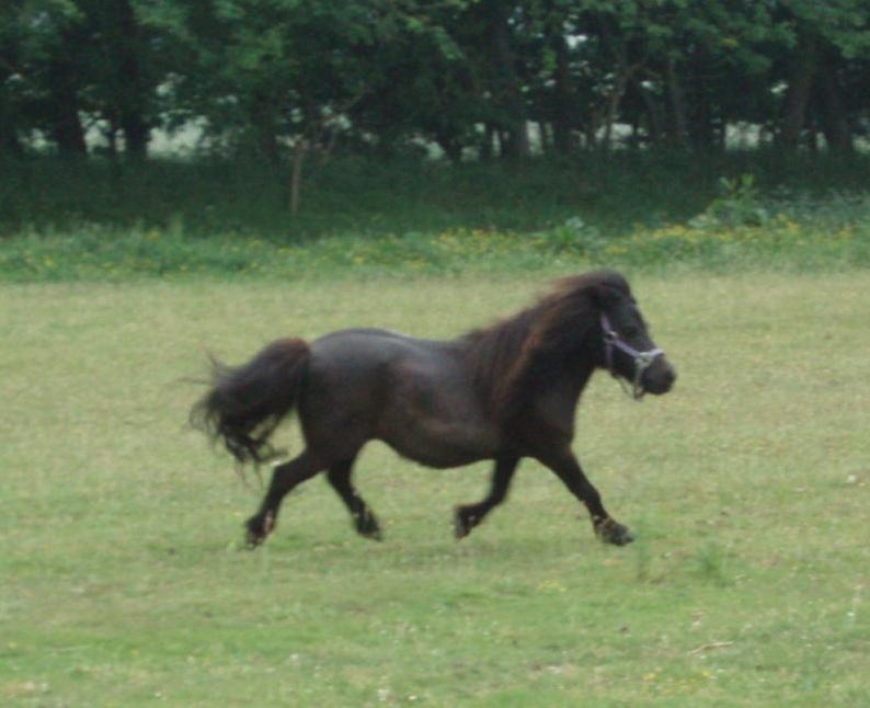 Anden særlig race Sally (prinsessen) billede 12