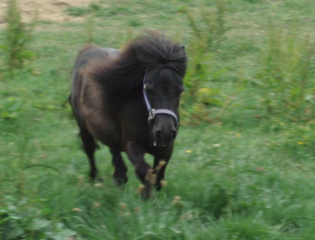 Anden særlig race Sally (prinsessen) billede 14