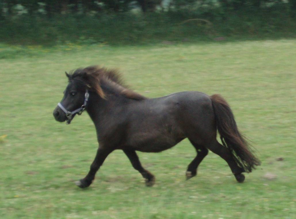 Anden særlig race Sally (prinsessen) billede 13