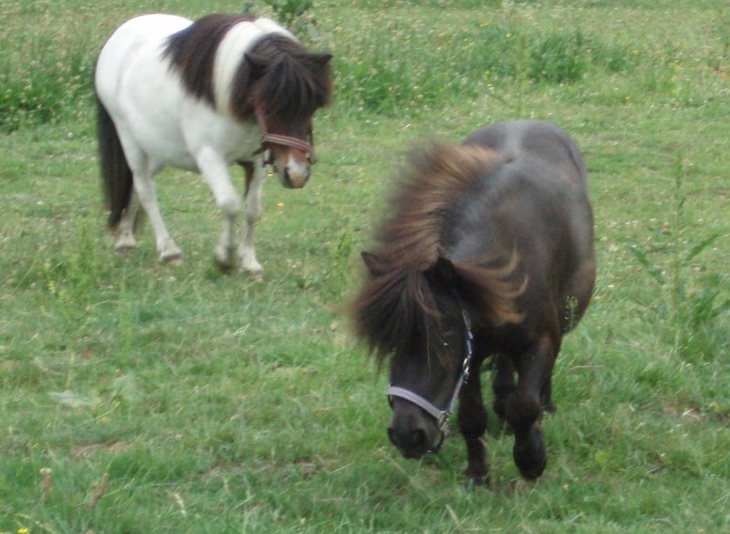 Anden særlig race Sally (prinsessen) billede 15