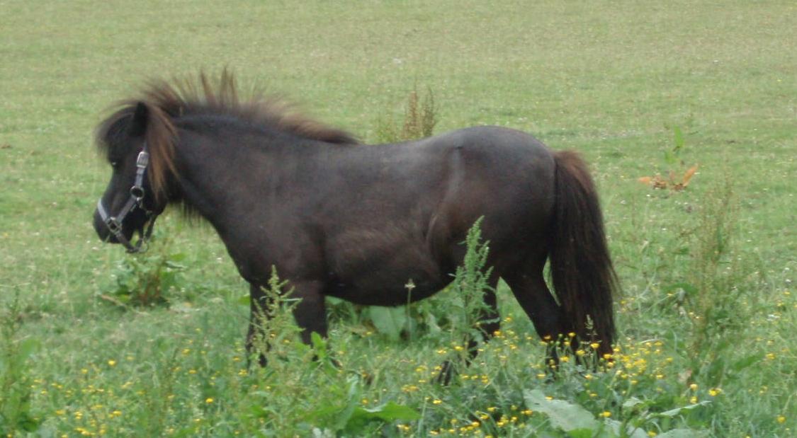 Anden særlig race Sally (prinsessen) billede 16