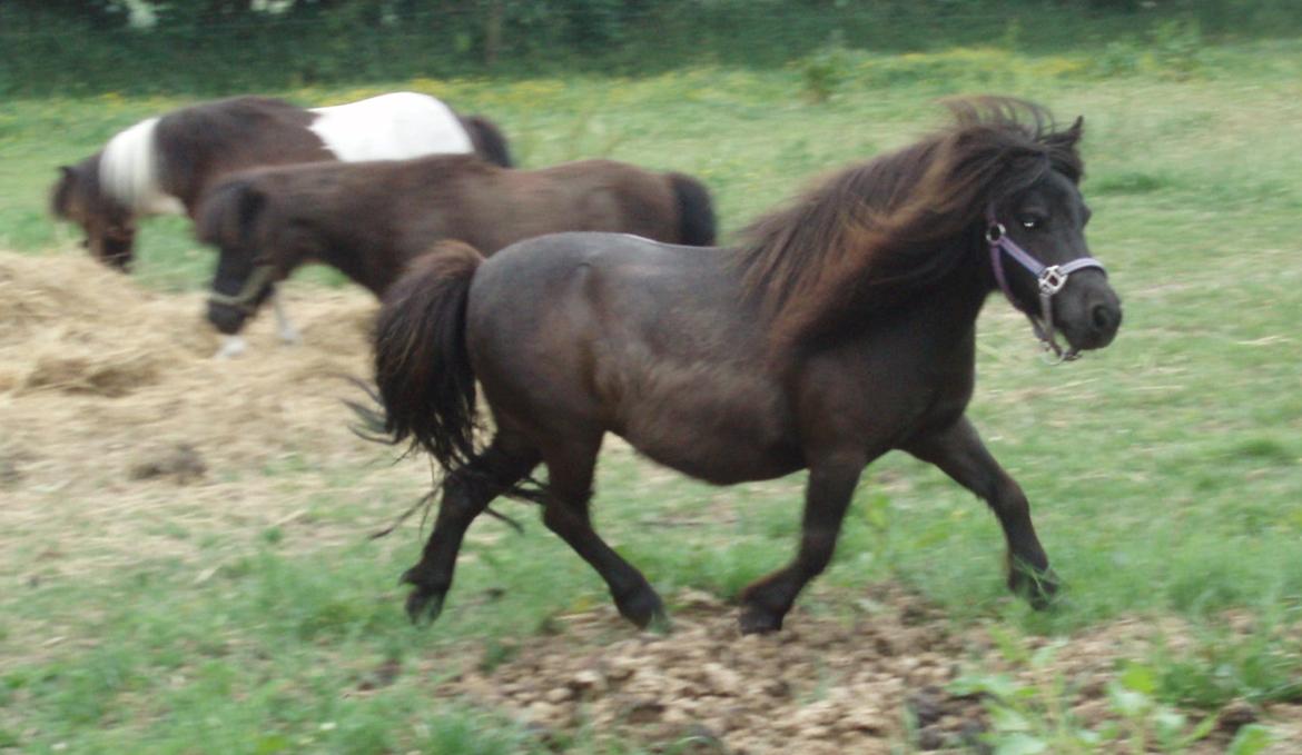 Anden særlig race Sally (prinsessen) billede 17
