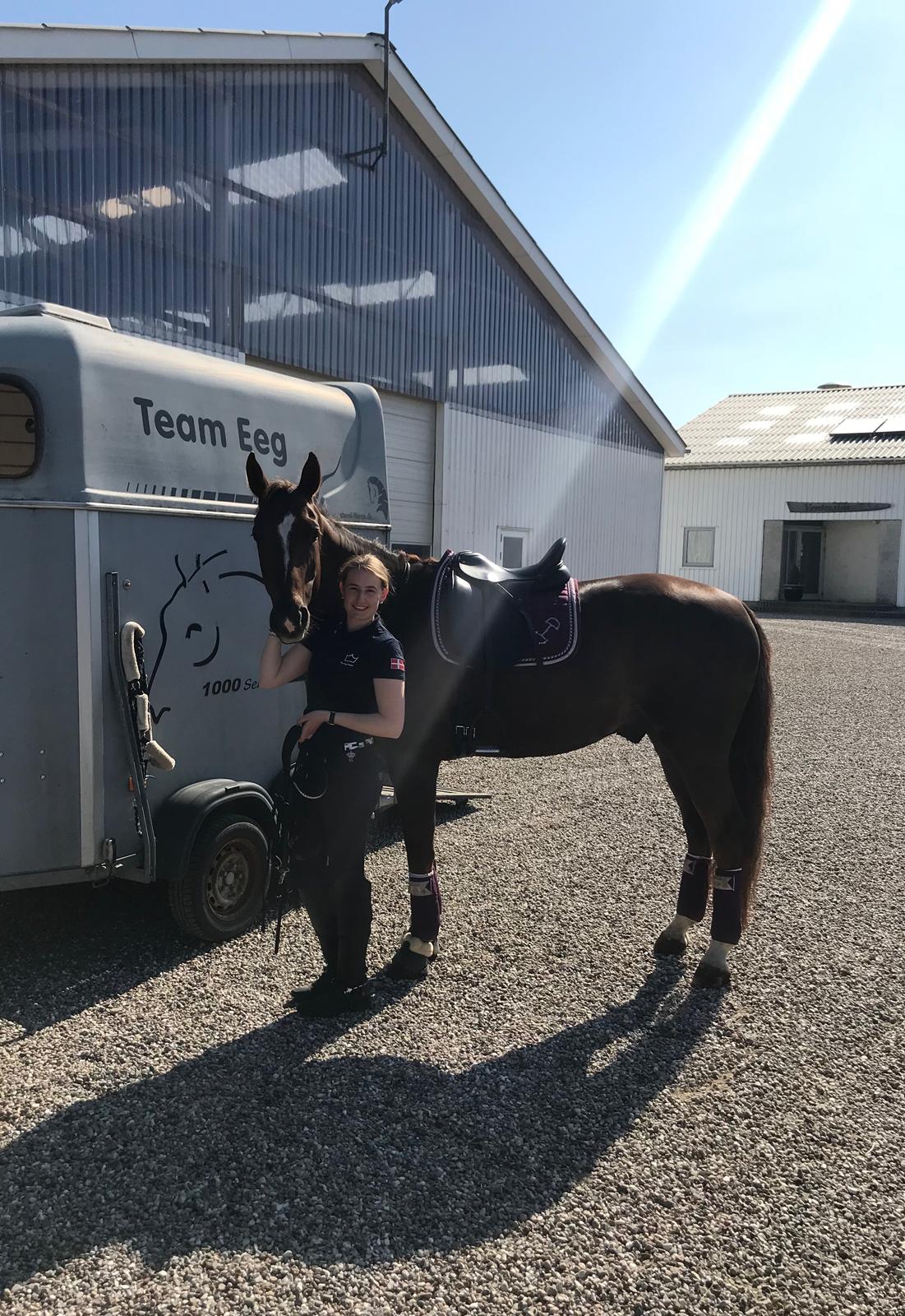 Dansk Varmblod Apollo Hit billede 3