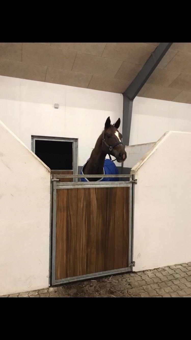 Dansk Varmblod Apollo Hit billede 9