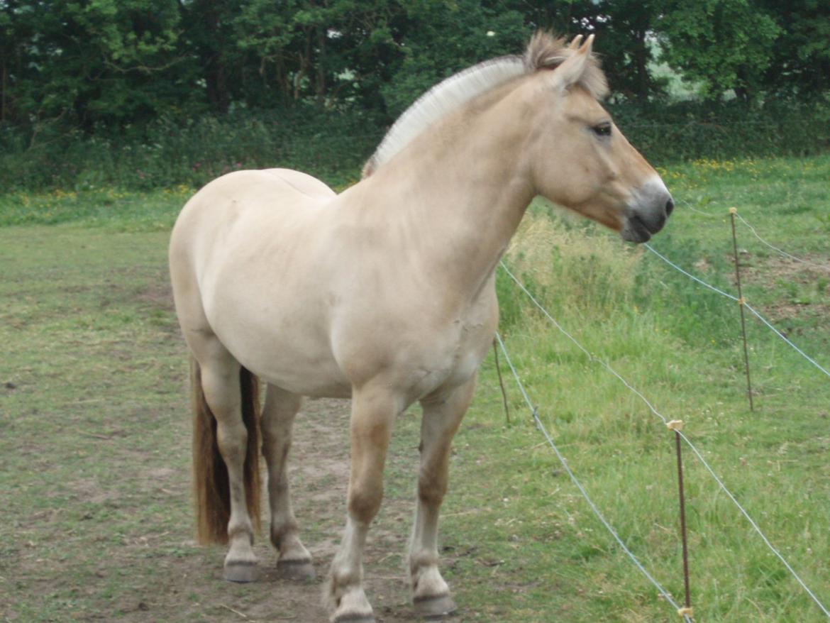 Fjordhest Søndervangs sofus - Smukke Sofus 3 Juni 2018 billede 3