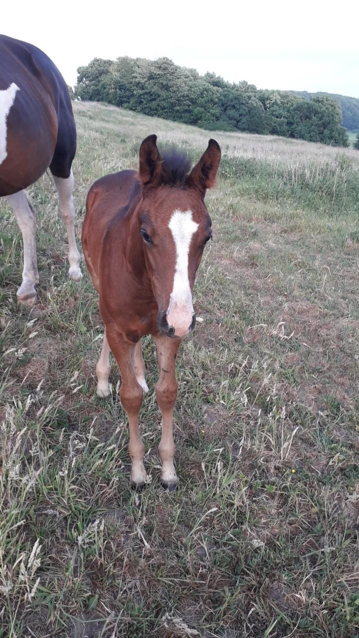 Pinto Søgårds Little Dark Pride  billede 15