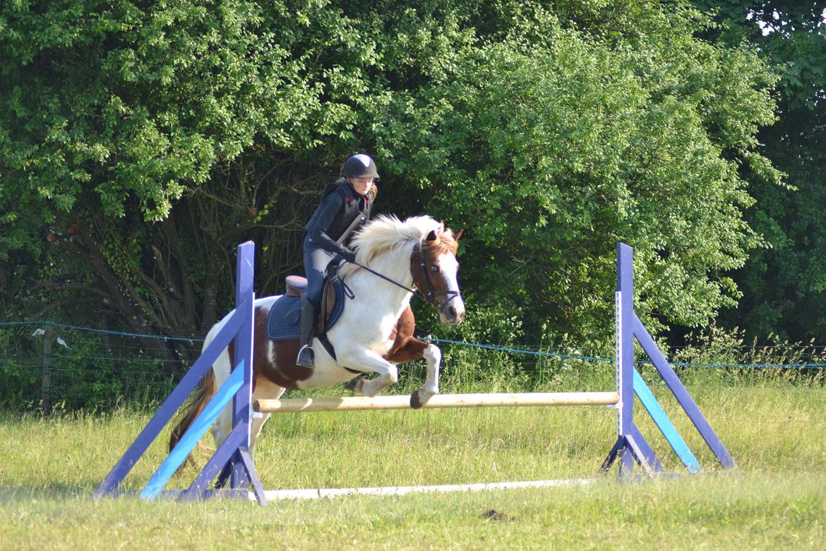 Anden særlig race Susan. (SAVNES!!!) - 70 cm  billede 16