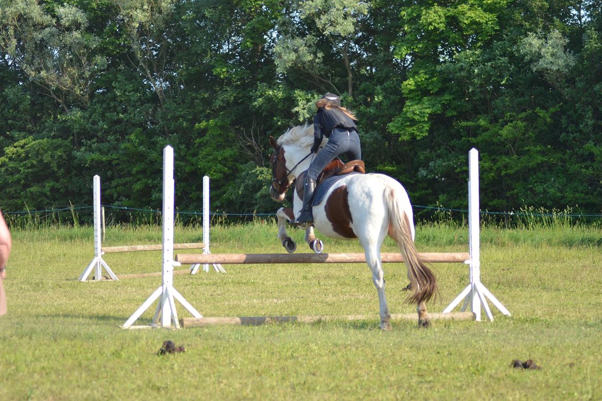 Anden særlig race Susan. (SAVNES!!!) - 70 cm billede 20