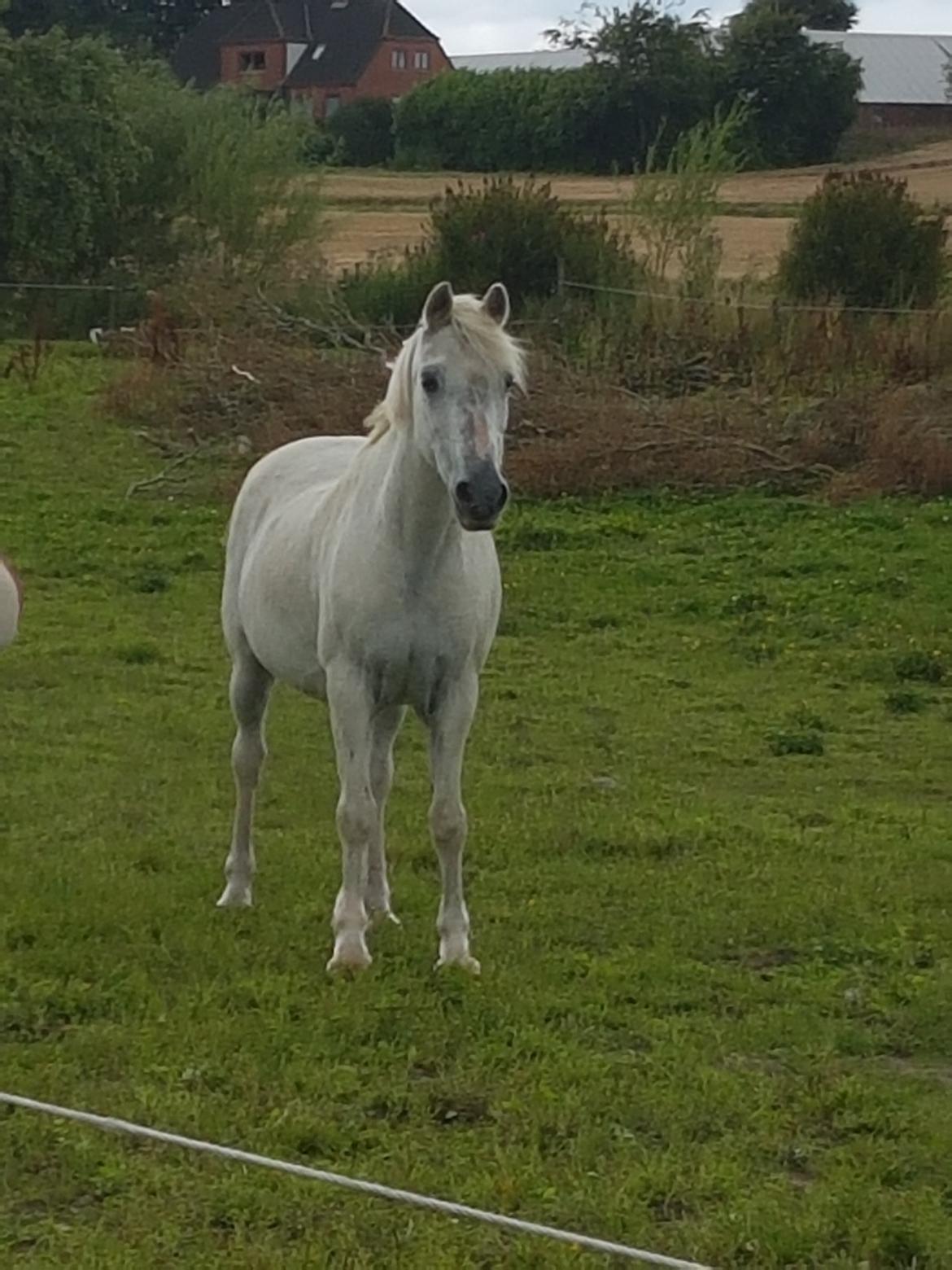 Welsh Pony (sec B) Prinzess of Beauty queen ( Pony) R.I.P billede 16